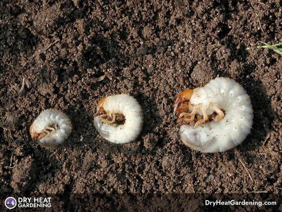 Are Grubs In Garden Soil Bad? Dry Heat Gardening