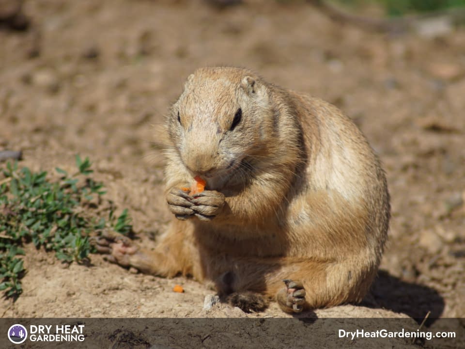 Gophers In The Garden - Dry Heat Gardening